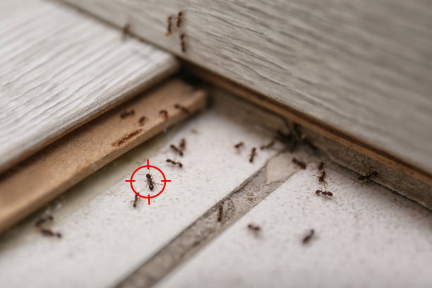 Best Commercial Pest Control Services  in Mattydale, NY